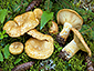 Lactarius scrobiculatus