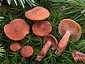 Lactarius camphoratus