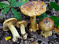 Cortinarius quercus-ilicis