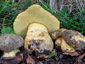 Boletus fechtneri