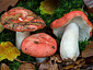 Russula nobilis