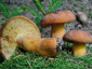 Lactifluus volemus