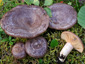 Lactarius subcircellatus