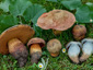 Boletus luridus