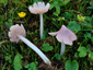 Hygrocybe calyptriformis