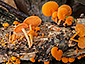 Favolaschia calocera