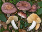 Russula parodorata