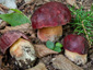 Boletus dupainii