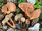 Clitocybe sinopica