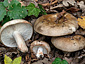 Russula acrifolia