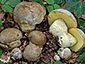 Boletus fechtneri