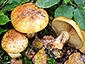 Cortinarius olearioides