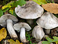 Tricholoma bresadolanum