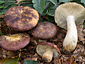 Russula viscida