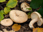 Lactarius pallidus