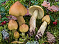 Tricholoma aestuans