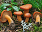 Lactarius aurantiacus