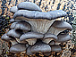 Pleurotus ostreatus