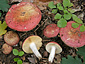 Russula decipiens