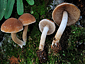 Psathyrella piluliformis