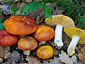 Russula aurea