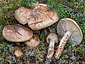 Tricholoma matsutake