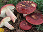 Russula xerampelina