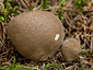 Lycoperdon molle