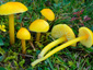 Hygrocybe chlorophana