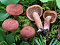 Lactarius camphoratus