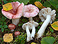 Russula betularum