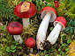 Russula emetica