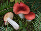 Russula risigallina