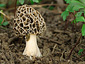 Morchella esculenta