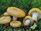 Lactarius scrobiculatus