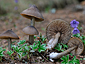 Entoloma hirtipes