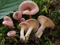 Lactarius spinosulus