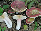 Russula vinosobrunnea