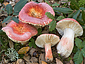 Russula amarissima