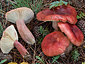 Russula sanguinea