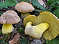 Boletus radicans