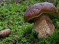 Boletus edulis