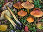 Hygrocybe conica