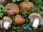 Russula mustelina