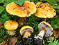 Cortinarius metarius