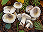 Tricholoma sejunctum