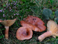 Lactarius hysginus