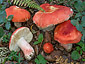 Russula lepida