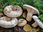 Lactarius aquizonatus