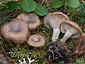 Clitocybe radicellata